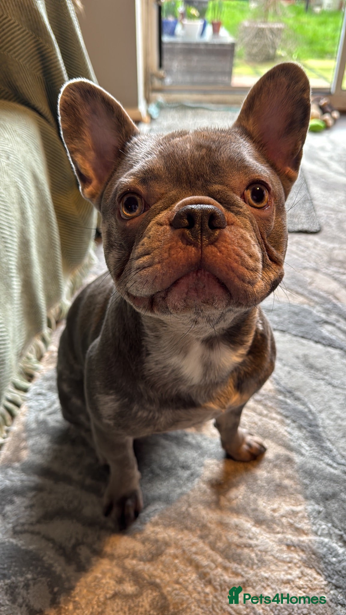 French Bulldog dogs 2 year old Male Frenchie - Advert 1