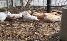 Chickens poultry for sale: Serama boys FREE - Image 5