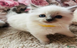 Ragdoll cats for sale: Ragdoll kittens  - Image 15