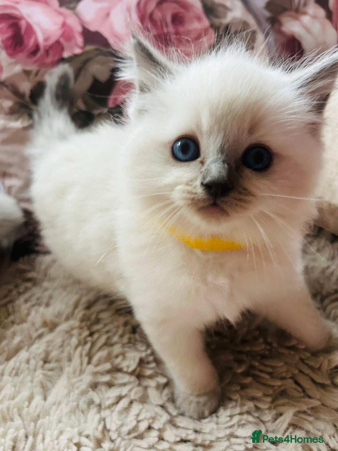 Ragdoll cats for sale: Ragdoll kittens  - Image 15