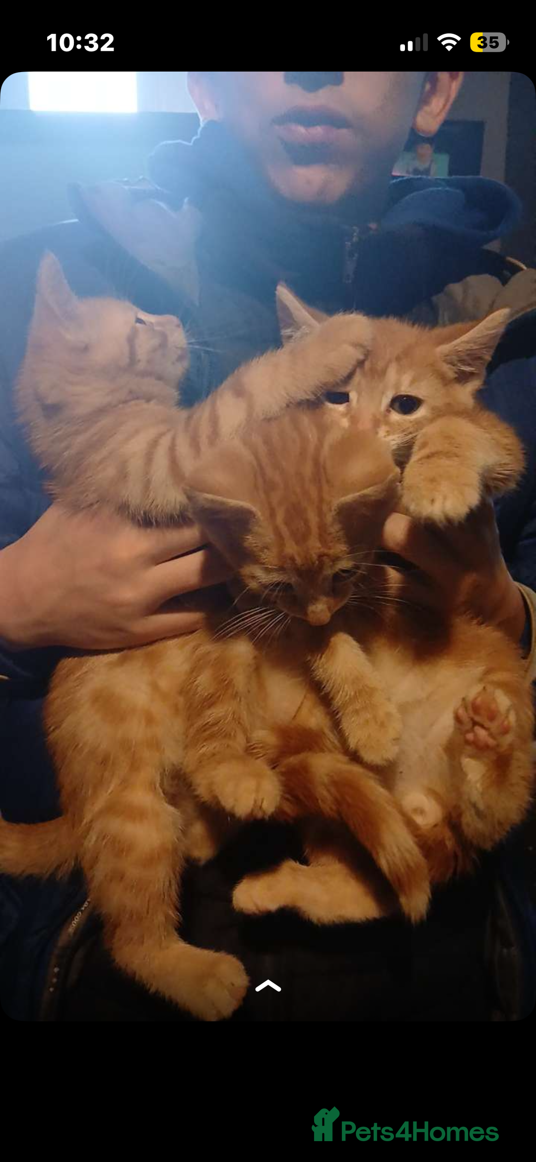 British Shorthair cats for sale: beautiful male kittens  - Advert 1