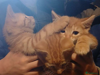 British Shorthair cats beautiful male kittens - Advert 1