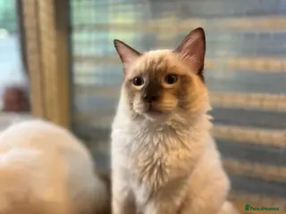 Ragdoll cats ❤️ Gorgeous ragdoll kittens ready now ❤️ - Advert 18