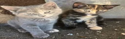 Mixed Breed cats for sale: Must stay together. Two hand reared orphan kittens - Advert 7