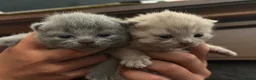 British Shorthair cats for sale: Blue and lilac GCCF kittens !  - Advert 5