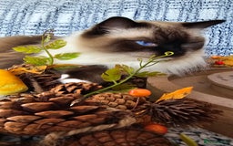 Ragdoll cats for sale: 💎 2 Exceptional Pedigree Ragdolls-young adults💎 - Image 19