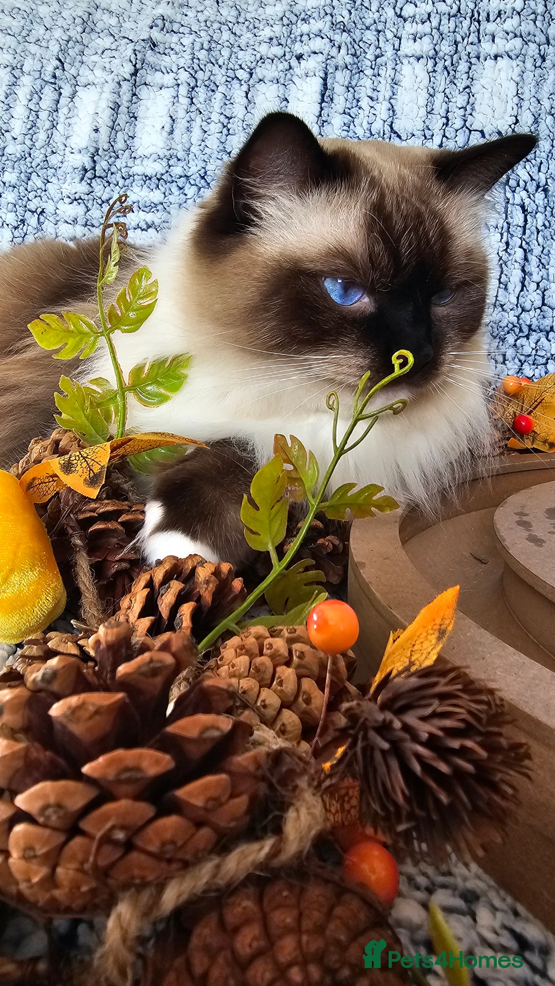 Ragdoll cats for sale: 💎 2 Exceptional Pedigree Ragdolls-young adults💎 - Image 19