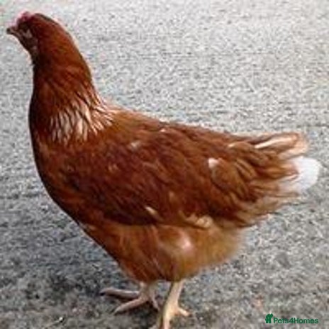 Chickens poultry - Advert 8