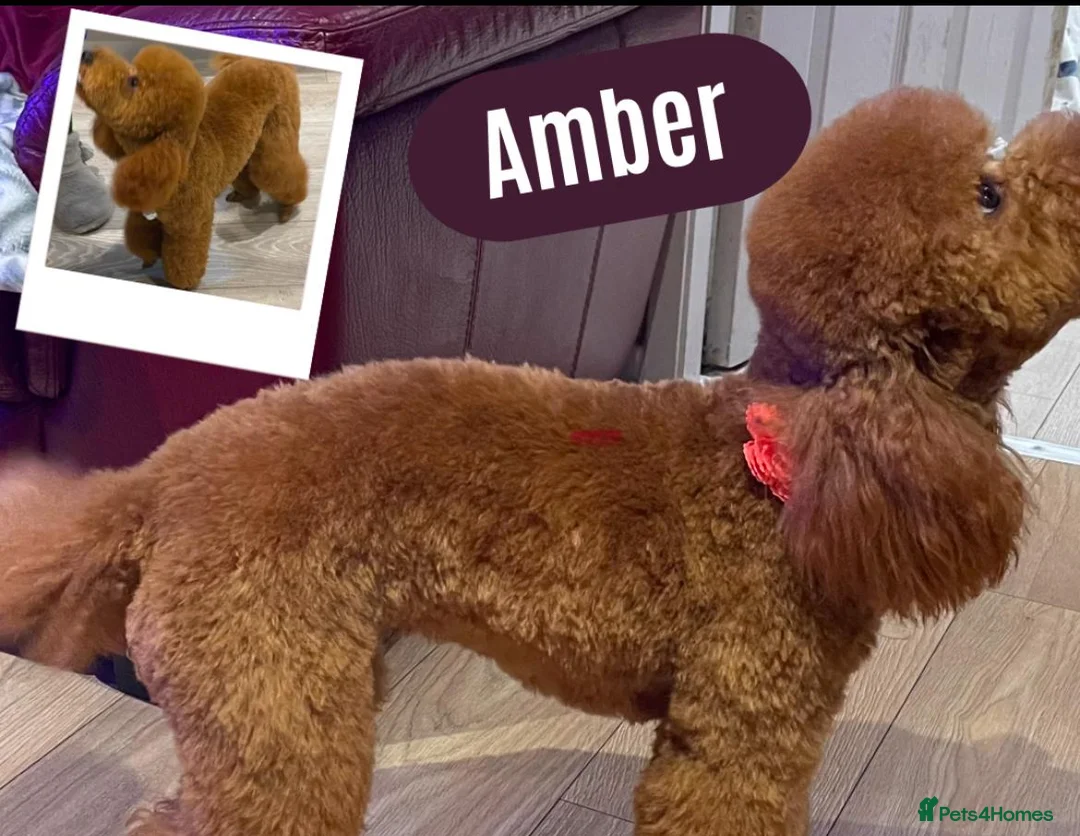 Miniature Poodle dogs for sale: Amber - Miniature Poodle in need of a loving home! in Liverpool - Advert 1