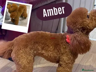 Miniature Poodle dogs Amber - Miniature Poodle in need of a loving home! in Liverpool - Advert 4