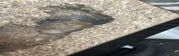 Gerbil rodents for sale: Two female gerbils in London - Advert 7