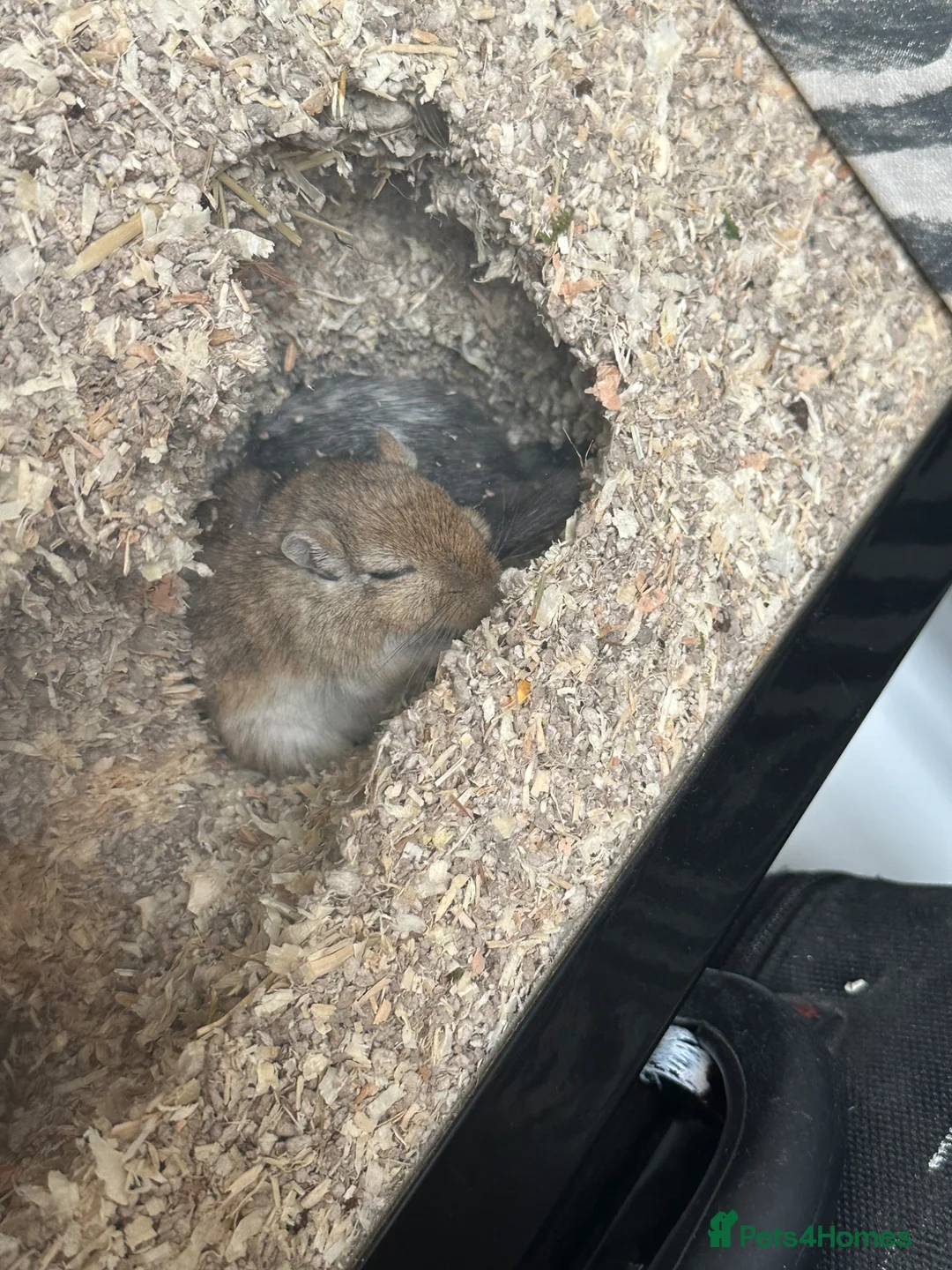 Gerbil rodents for sale: Two female gerbils in London - Advert 7