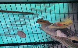 Cockatiels birds for sale: bonded cockatiels  - Image 5