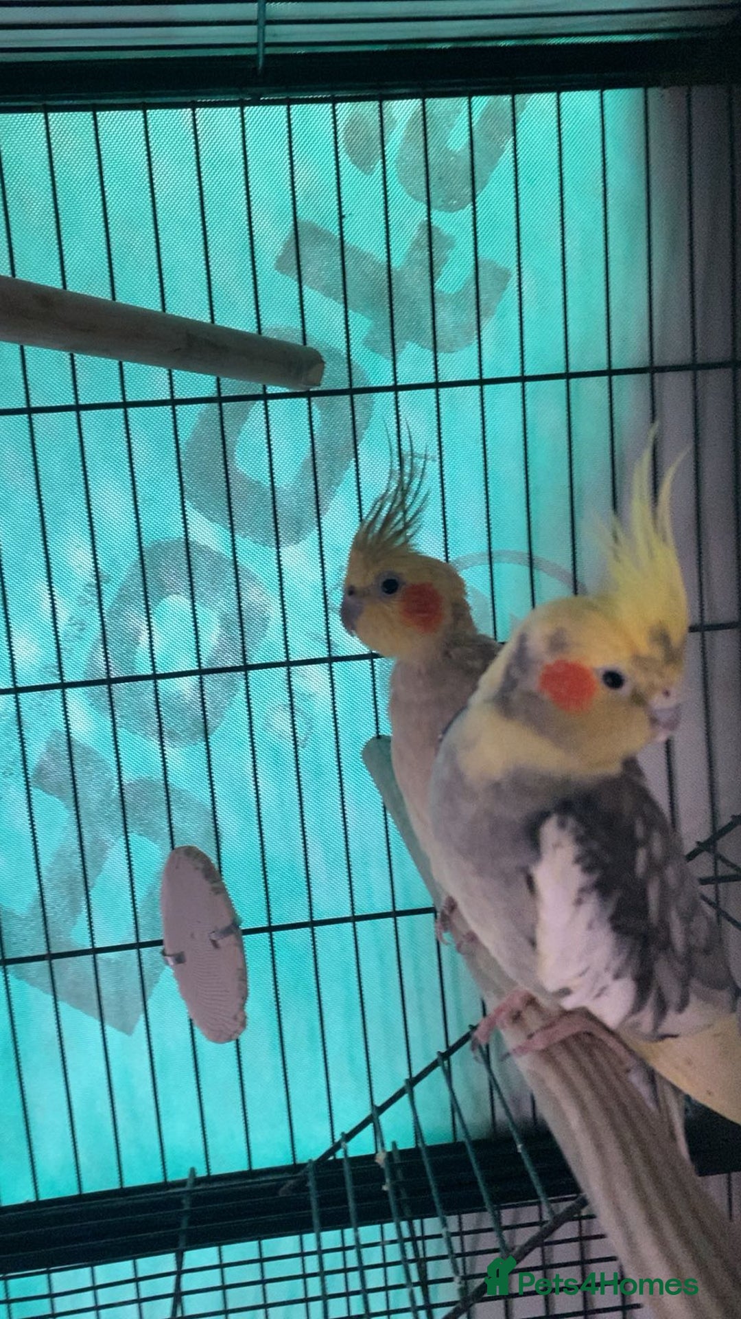 Cockatiels birds for sale: bonded cockatiels  - Image 5