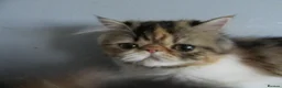 Persian cats for sale: Fantastic Female Persian kitten ready now - Advert 24