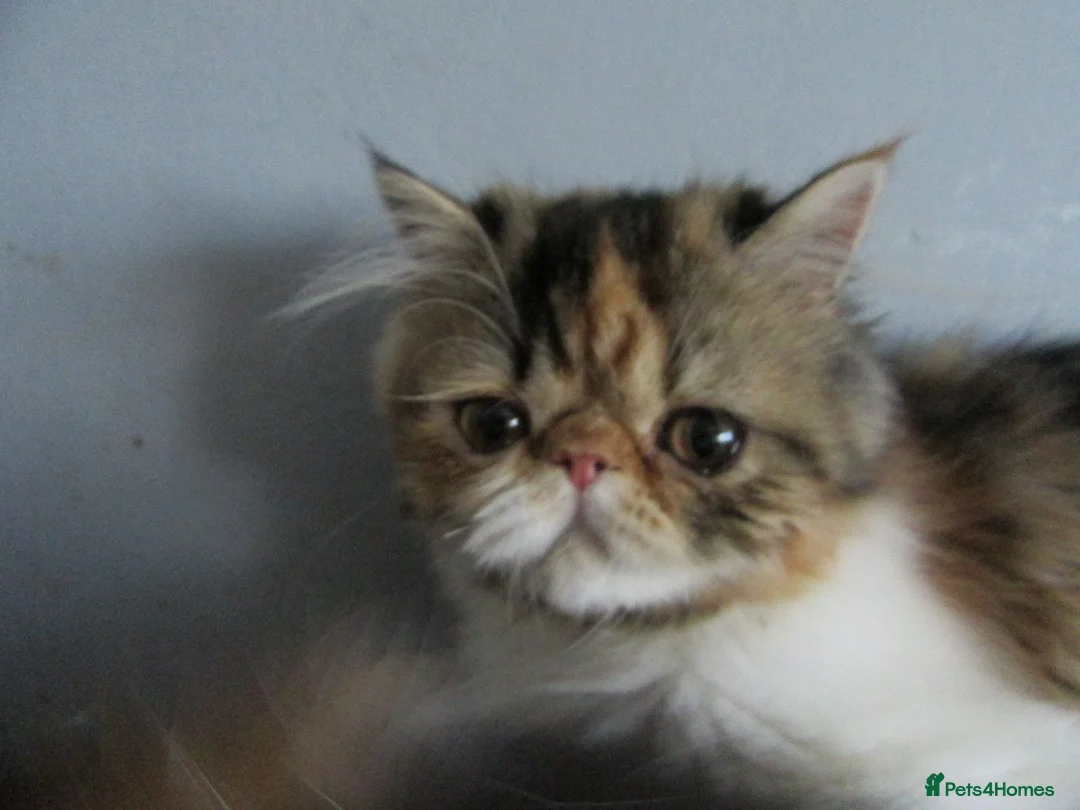 Persian cats for sale: Fantastic Female Persian kitten ready now - Advert 31