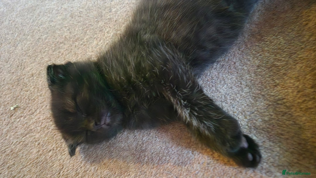 Scottish Fold cats for sale: RARE - Scottish Fold x Maine Coon Kittens!! - Image 11