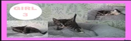 Mixed Breed cats for sale: Kittens for sale  - Advert 6