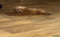 Cavapoo dogs for sale: F1b cavapoo puppies  - Image 5