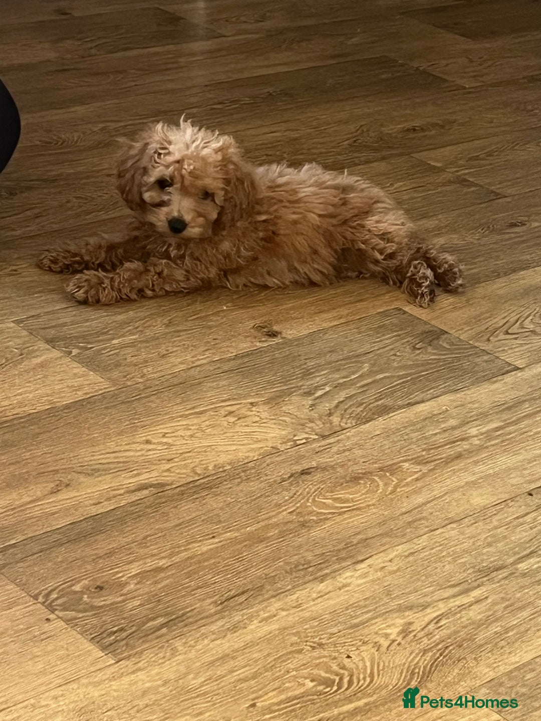 Cavapoo dogs for sale: F1b cavapoo puppies  - Image 5