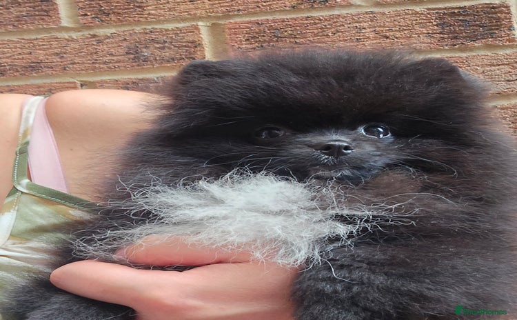 Pomeranian dogs - Advert 7