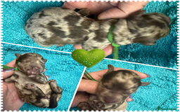 Cockapoo dogs for sale: Beautiful F2b Cockapoo Puppies 3M 3F available - Image 6