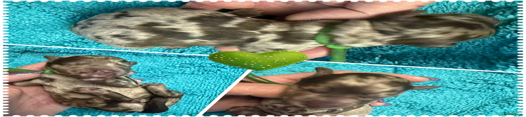 Cockapoo Puppy 5 green collar