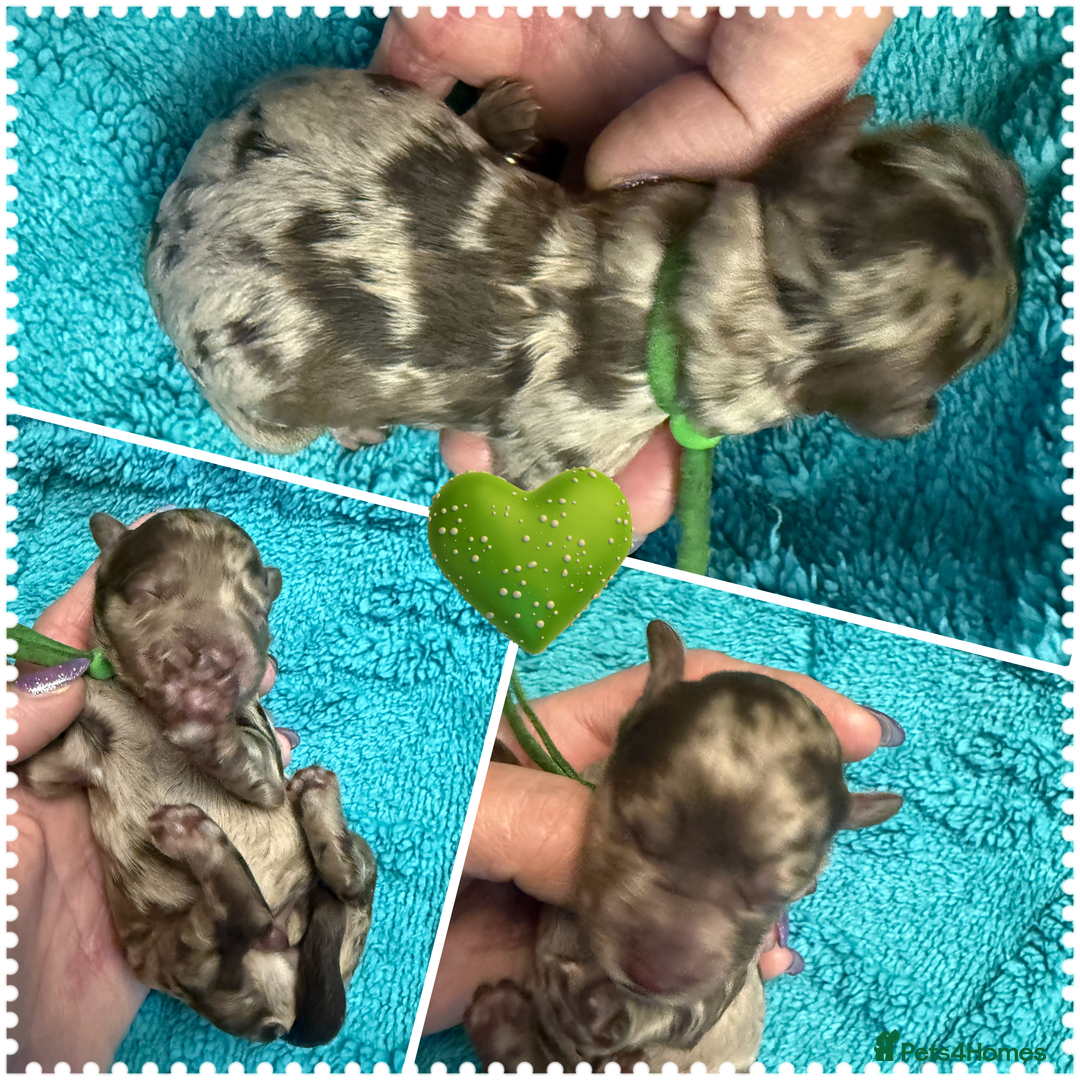 Cockapoo dogs for sale: Beautiful F2b Cockapoo Puppies 3M 3F available - Image 6