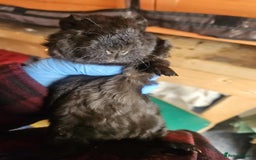 Guinea Pig rodents for sale: 2 Male Baby Guinea Pigs  - Image 2
