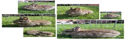Netherland Dwarf rabbits for sale: Two Male Agouti Netherland Dwarfs - Advert 4