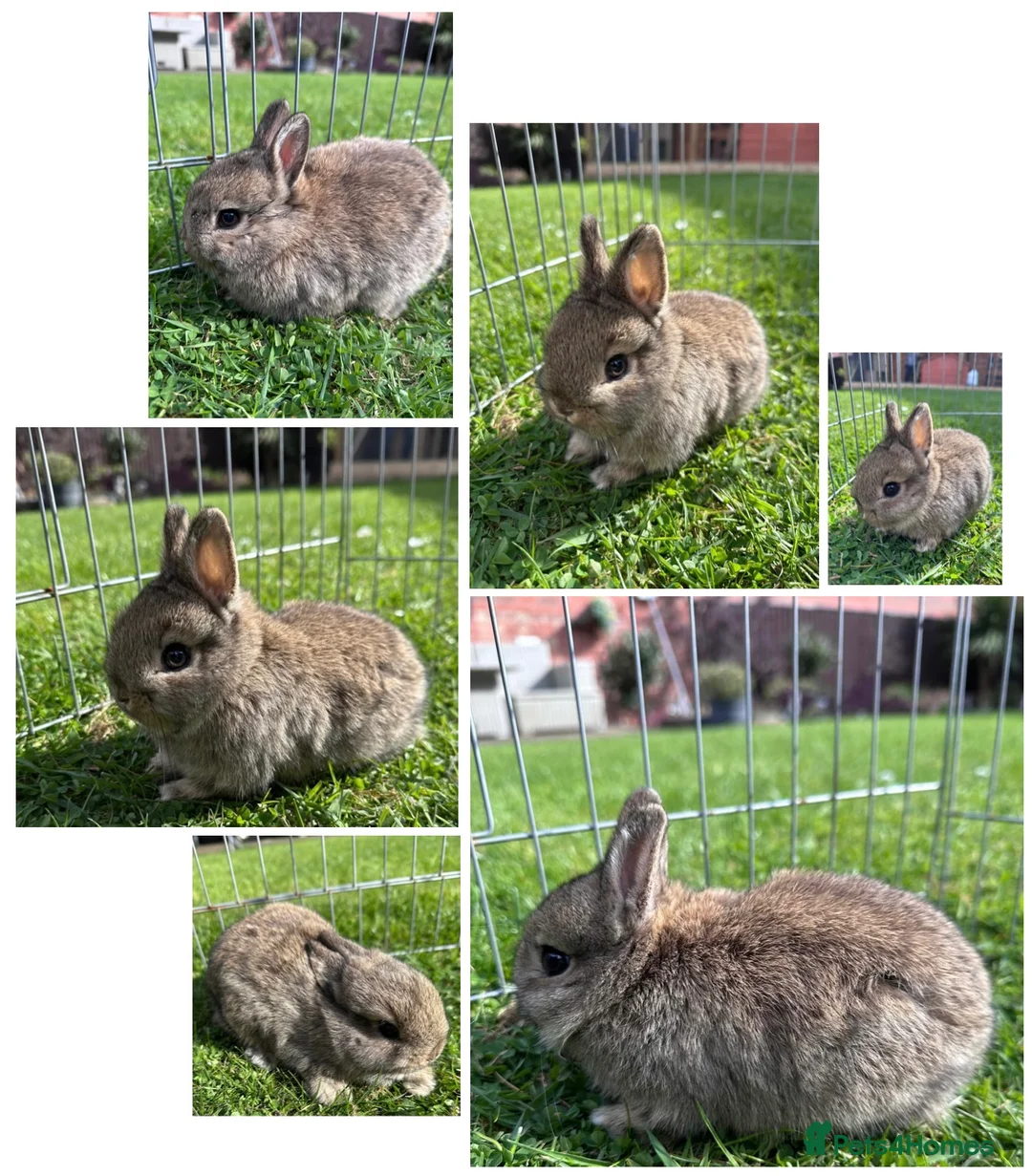 Netherland Dwarf rabbits for sale: Two Male Agouti Netherland Dwarfs - Advert 4