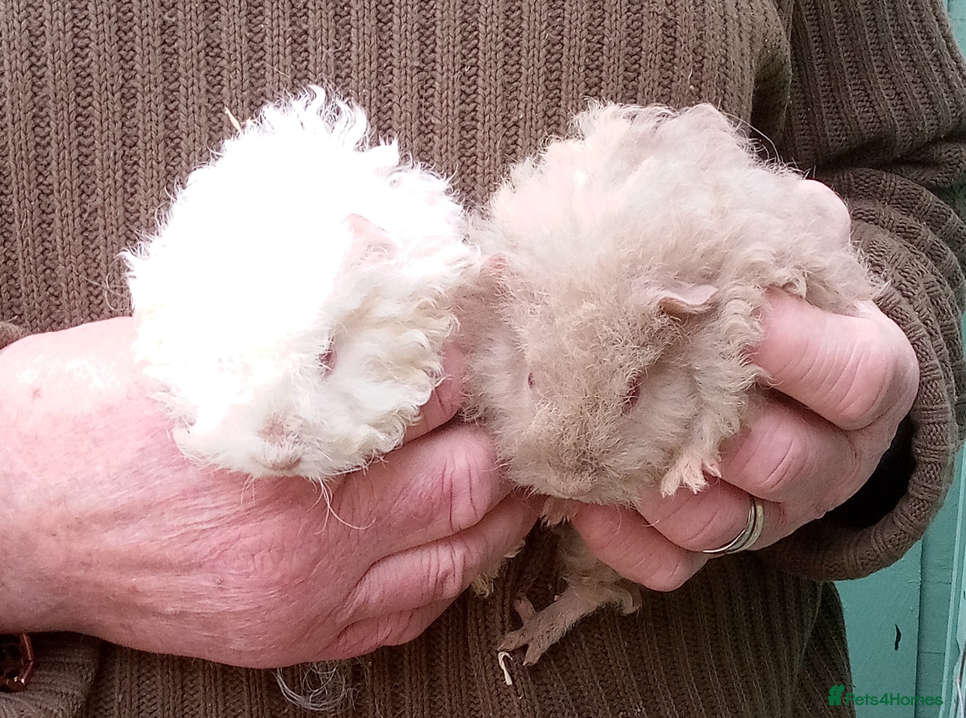 Guinea Pig rodents Long coated male guinea pigs  - Advert 2