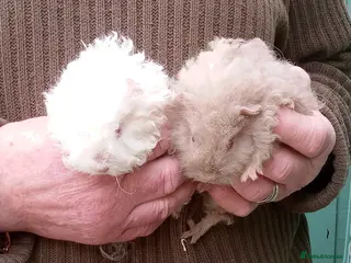 Guinea Pig rodents Long coated male guinea pigs - Advert 2