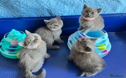 British Shorthair cats for sale: GCCF registered ChampionBloodline 5GENpedigree BSH - Image 17