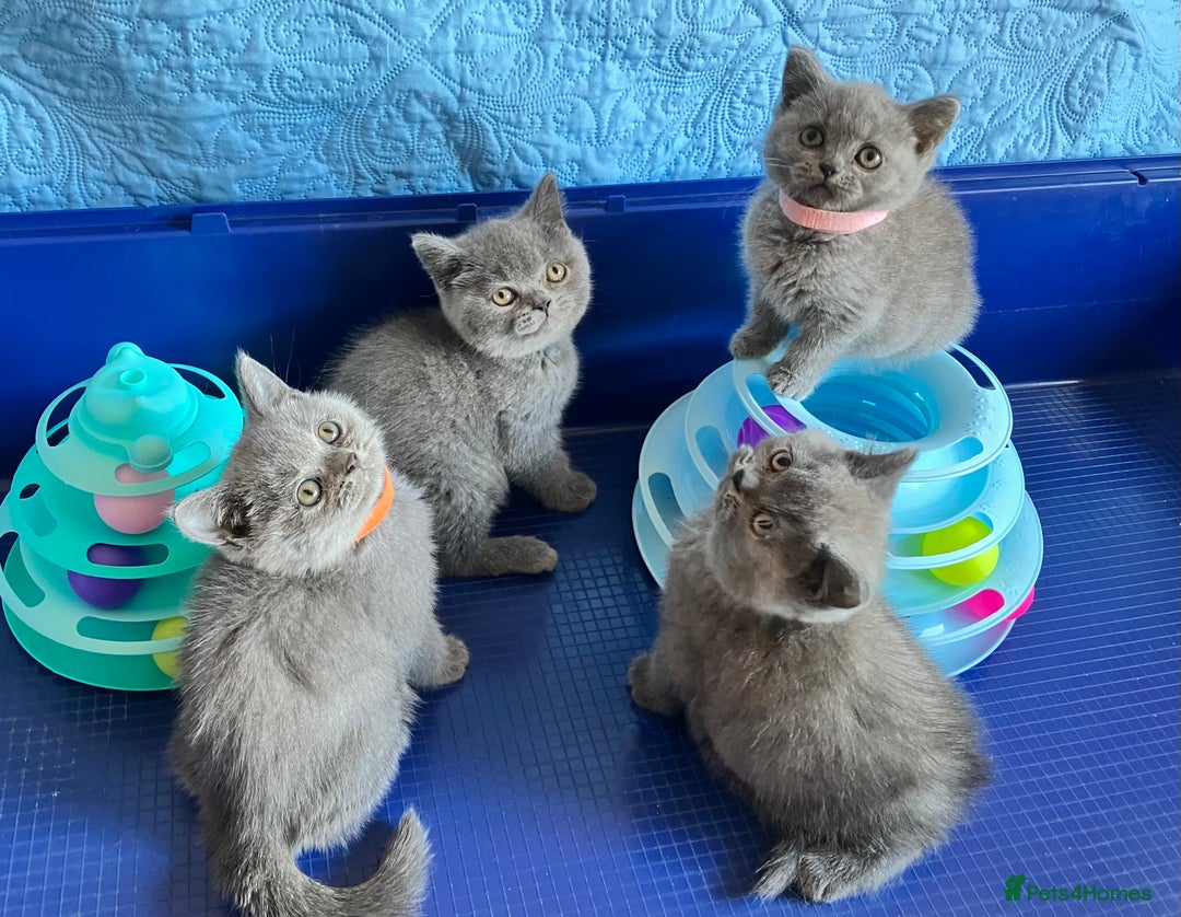 British Shorthair cats for sale: GCCF registered ChampionBloodline 5GENpedigree BSH - Image 17