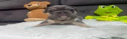 French Bulldog dogs for sale: 🐾 Outstanding litter of 6 🐾 - Advert 37