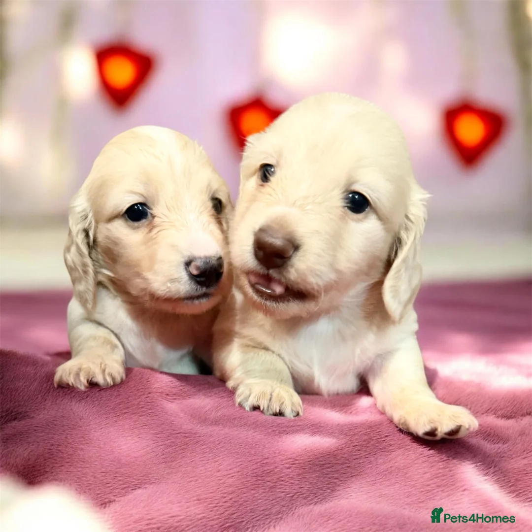 Miniature Dachshund dogs for sale: 🩷✨stunning Long hair cream Kc very light  ✨ - Advert 3