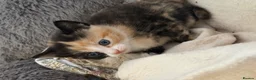 Siamese cats for sale: Siamese Mum Ragdoll±Bengal Dad Blue eyed kittens - Advert 13