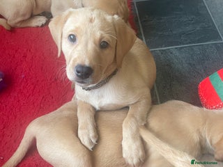 Labrador Retriever dogs Black and Fox Red KC Health Tested Puppies - Advert 5