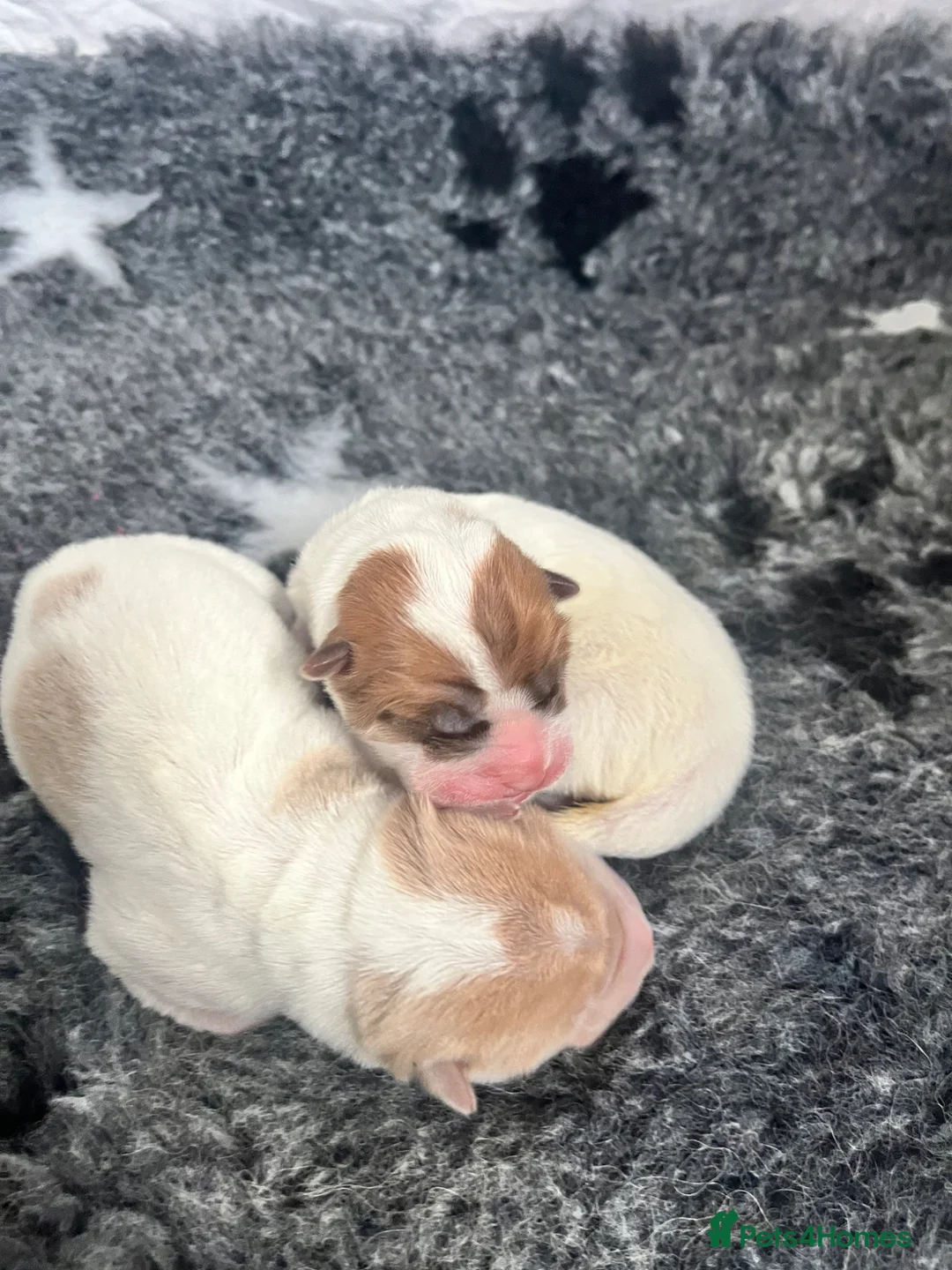 Shar Pei dogs for sale: Beautiful flower bears kc  - Advert 1