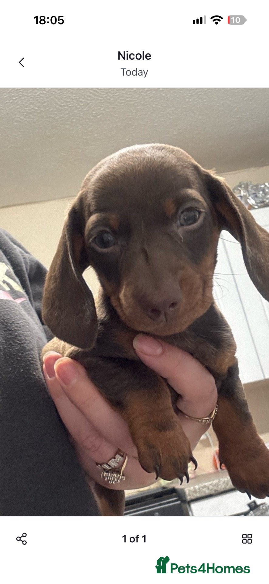 Dachshund dogs for sale: 1 beautiful chocolate dachshund puppy’s  left  - Advert 10