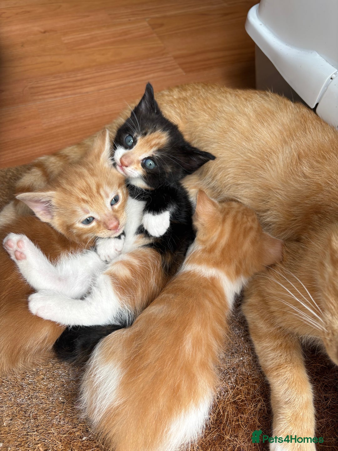 Mixed Breed cats for sale: Trio of kittens - Image 4