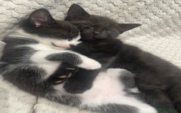 European cats for sale: Lovely kittens  - Image 6