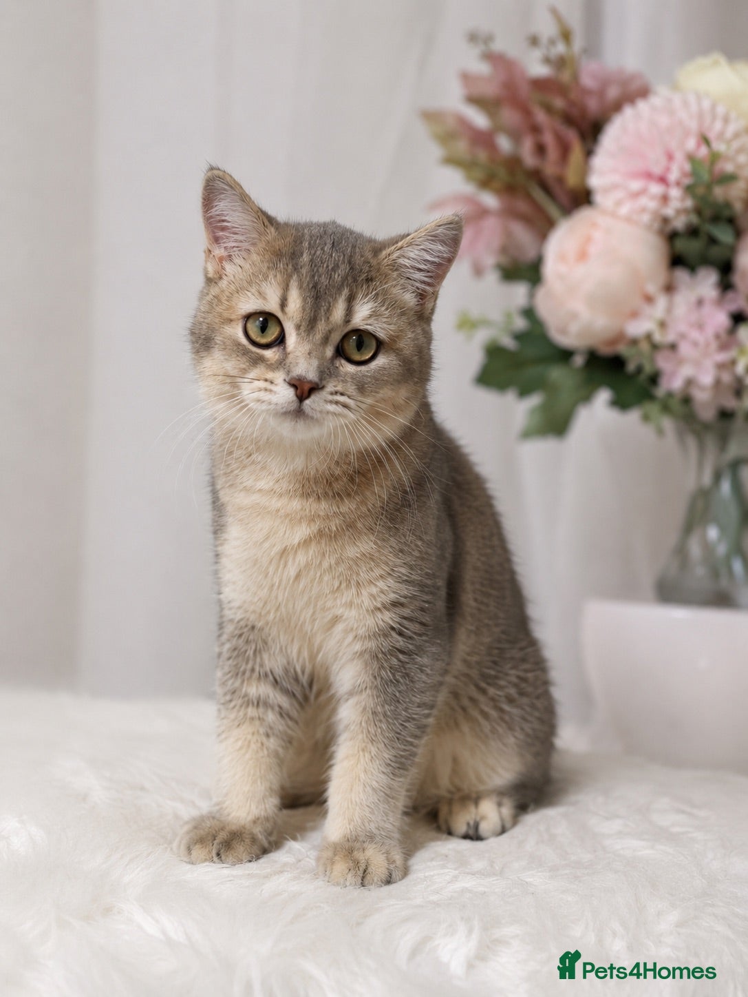 British Shorthair cats GCCF .BSH Golden Blue 🦋Enzo - Advert 10