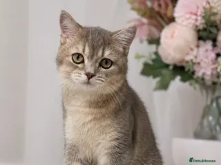 British Shorthair cats GCCF .BSH Golden Blue 🦋Enzo - Advert 10