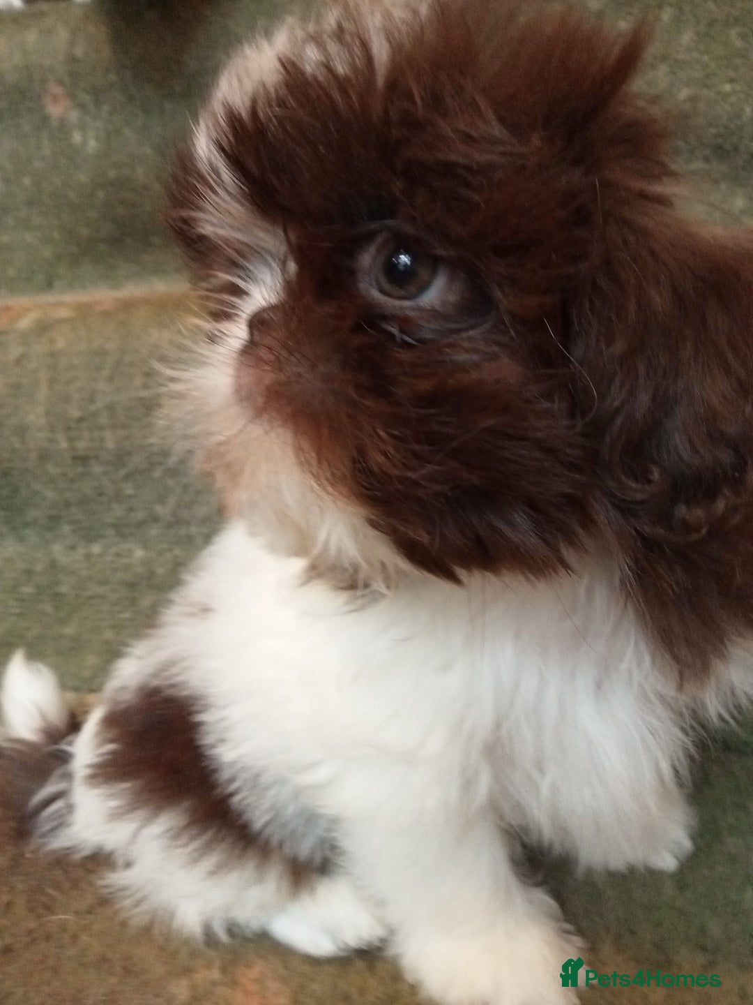 American Curl cats for sale: Beautiful Shih Tzu pups for sale - Advert 5