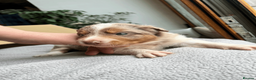 Border Collie dogs for sale: ISDS/KC Border Collie puppies for sale  - Advert 40