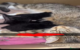 Domestic Shorthair cats for sale: 2 cats for sale 1 boy and a girl  - Image 3