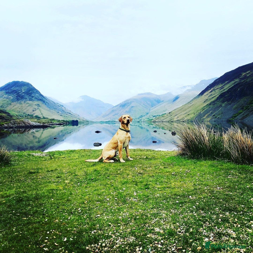 Labrador Retriever dogs for stud: WORKING LABRADOR STUD DOG - Advert 15