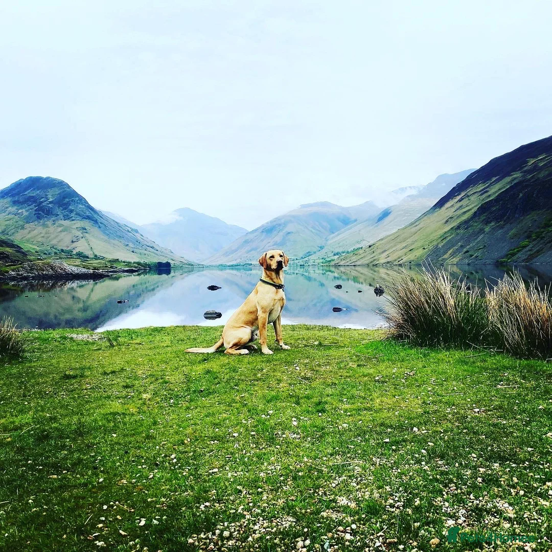 Labrador Retriever dogs for stud: WORKING LABRADOR STUD DOG - Advert 15